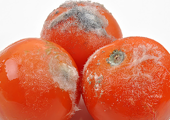 Quick mold toxicity detection technique