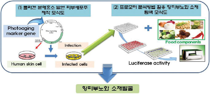 (1) 콜라겐 분해효소 발현 피부세포주제작 모식도, (2) 프로모터 분석방법 활용 항피부노화 소재 탐색 모식도