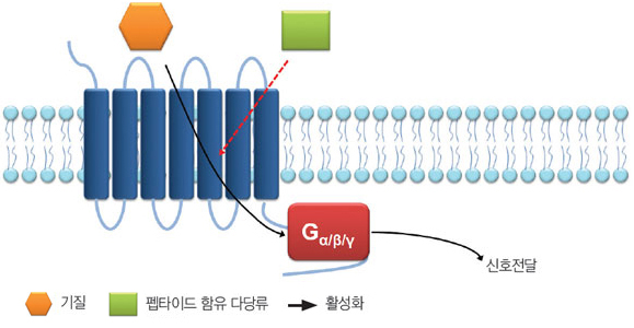 기질, 펩타이드 함유 다당류, 활성화
