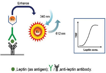 렙틴 DELFIA 원리