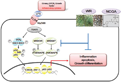 갯무의 세포사멸억제 효능 평가
