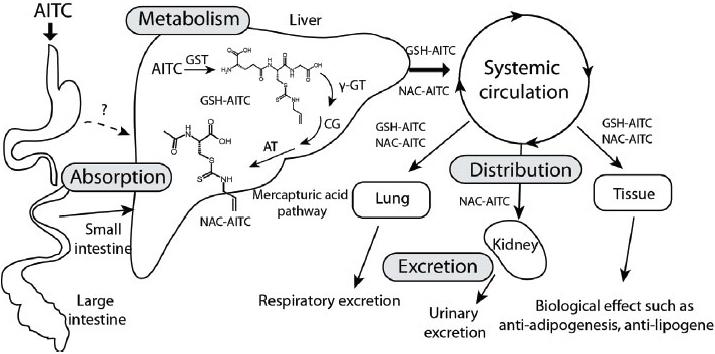 AITC의 흡수, 분포, 대사, 배설경로