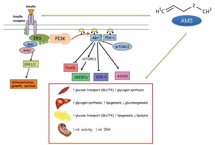 AMS의 인슐린 저항성 개선효능 및 작용기전