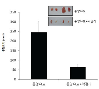 막걸리의 종양억제 효능