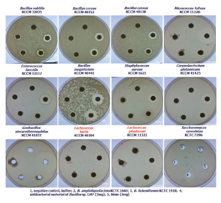전통 콩 발효식품 유래 LM7미생물 배양액의 다양한 미생물에 대한 항균활성