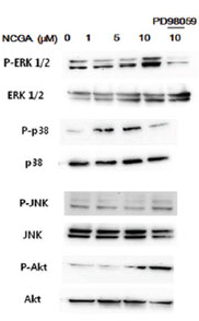 갯무의 세포사멸억제 기전 연구