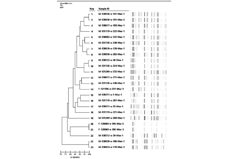 항생제 내성균의 유전적 상동성 분석