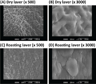 전자현미경을 이용한 마른김의 표면변화 관찰