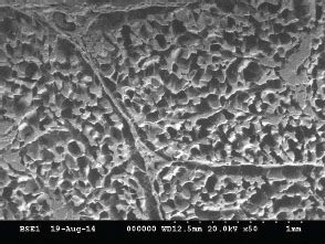기존 냉동고 저장 쇠고기 단면
