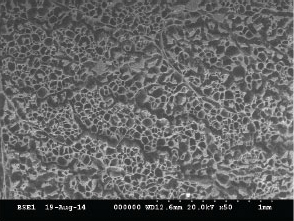 정전기 유도 방식 냉동고 저장 쇠고기 단면