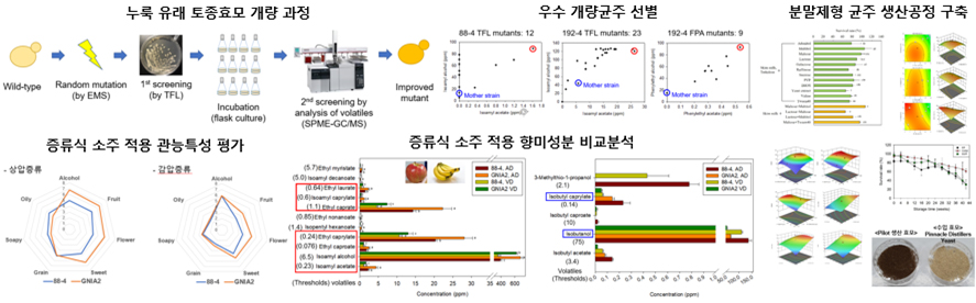 증류주 전용 토종 효모 균주 개발