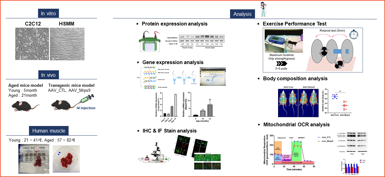 근육 노화 조절 효능 평가
