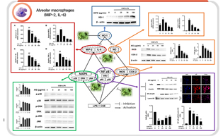 더위지기 추출물의 호흡기 건강 개선 효능 및 염증억제 기전