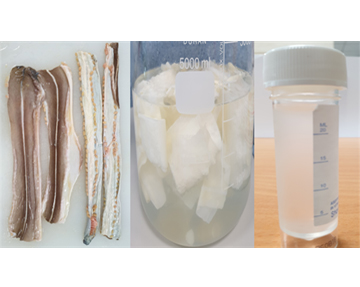 곰장어(먹장어) 탈색 및 콜라겐 추출