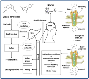 수면개선 작용기작 모식도