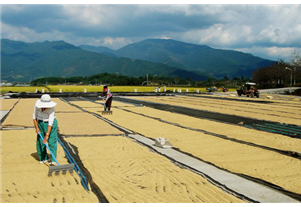 노동력에 의존한 천일 건조